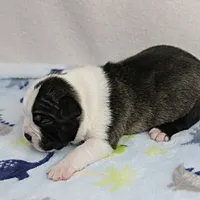 AKC Puddin's Black & White Brindle Male 2, a male Boston Terrier for sale in Mount Olive, NC – 4 of 10
