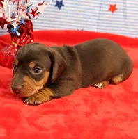 AKC Heidi's Chocolate & Tan Male Puppy 4, a male Miniature Dachshund for sale in Mount Olive, NC – 2 of 6