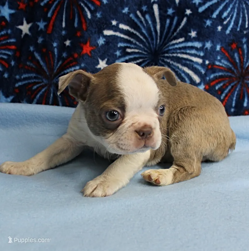 AKC Zoey's Seal & White Male Puppy 1 – Boston Terrier puppy on hold in Mount Olive, NC