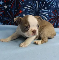 AKC Zoey's Seal & White Male Puppy 1, a male Boston Terrier for sale in Mount Olive, NC – 1 of 10