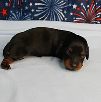 AKC Sallie's Black & Tan, Long Coat Female Puppy 1, a female Miniature Dachshund for sale in Mount Olive, NC – 7 of 10