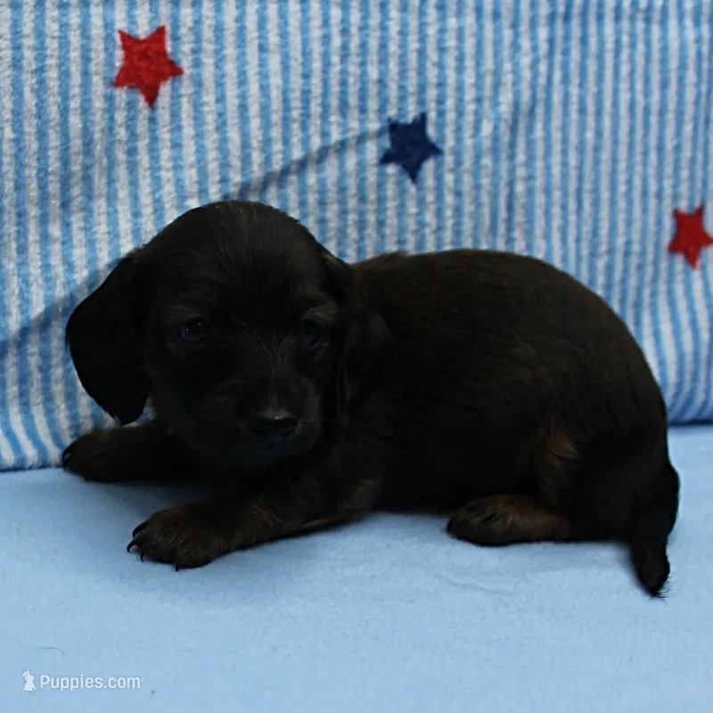 AKC Taylor's Red Sable Male Puppy 1 – Miniature Dachshund puppy for sale in Mount Olive, NC