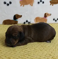 AKC Robin's Red Male Puppy 4, a male Miniature Dachshund for sale in Mount Olive, NC – 2 of 8