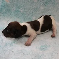 AKC Freckles Red & White Piebald Female Puppy 3, a female Miniature Dachshund for sale in Mount Olive, NC – 3 of 10