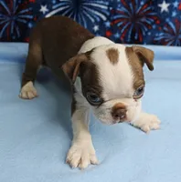 Zoey's Seal & White Male Puppy 4, a male Boston Terrier for sale in Mount Olive, NC – 6 of 9