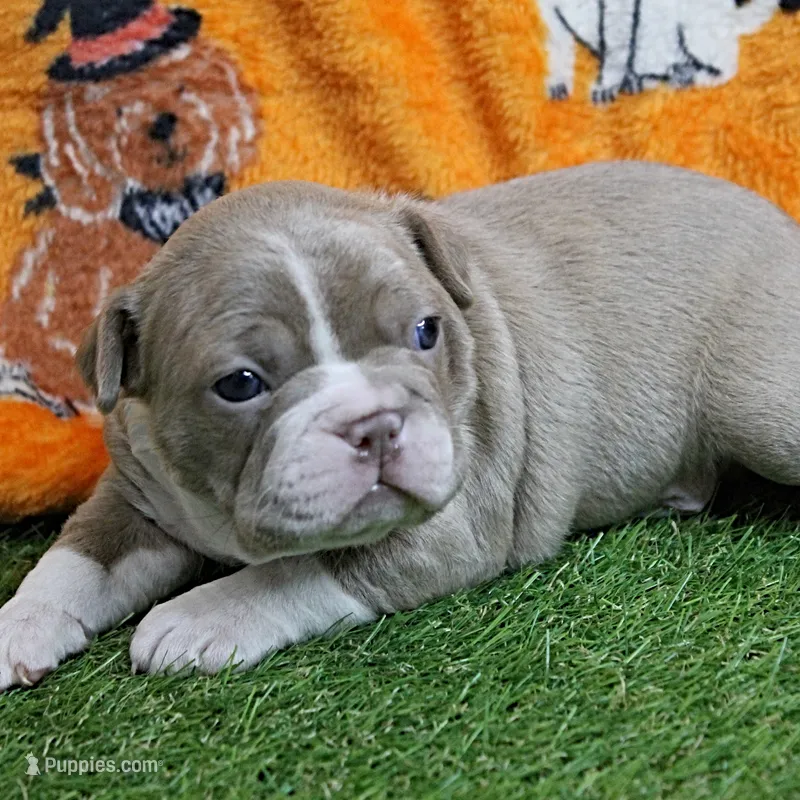 AKC Willow's Lilac & White Male Puppy 4 – Boston Terrier puppy for sale in Mount Olive, NC