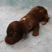 AKC Freckles Chocolate & Tan Dapple Female Puppy 5, a female Miniature Dachshund for sale in Mount Olive, NC – 9 of 10