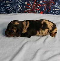 AKC Sallie's Black & Silver Dapple, Long Coat Male Puppy 4, a male Miniature Dachshund for sale in Mount Olive, NC – 8 of 10