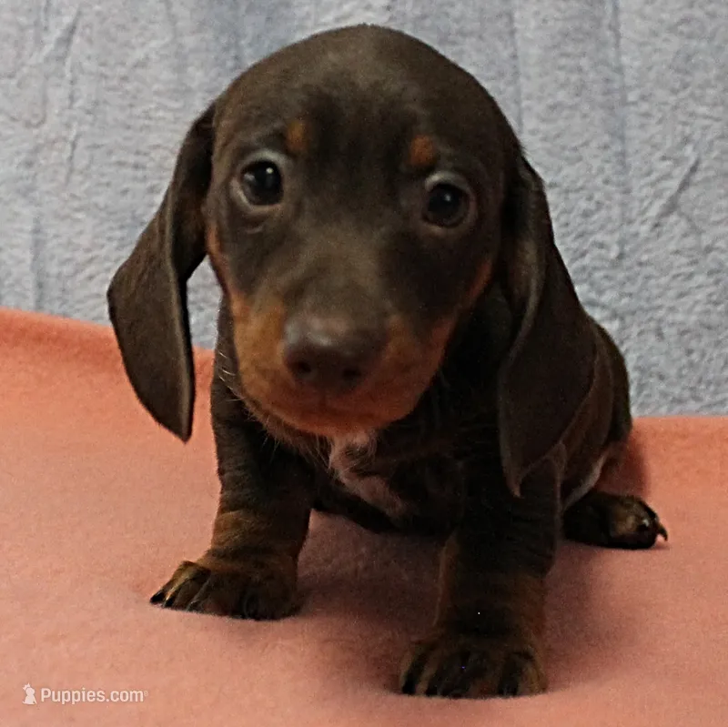 AKC Robin's Chocolate & Tan Male Puppy 5 – Miniature Dachshund puppy on hold in Mount Olive, NC