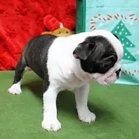 AKC Zoe's B&W Female Puppy 1, a male Boston Terrier for sale in Mount Olive, NC – Photo 9 of 10