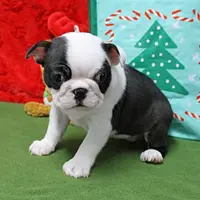 AKC Zoe's B&W Female Puppy 1, a male Boston Terrier for sale in Mount Olive, NC – Photo 5 of 10