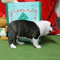 AKC Zoe's B&W Female Puppy 1, a male Boston Terrier for sale in Mount Olive, NC – Photo 6 of 10