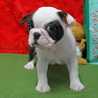 AKC Zoe's B&W Female Puppy 1, a male Boston Terrier for sale in Mount Olive, NC – Photo 7 of 10