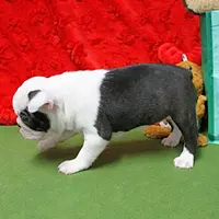 AKC Zoe's B&W Female Puppy 1, a male Boston Terrier for sale in Mount Olive, NC – Photo 3 of 10
