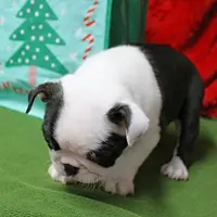 AKC Zoe's B&W Female Puppy 1, a male Boston Terrier for sale in Mount Olive, NC – Photo 2 of 10