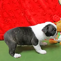 AKC Zoe's B&W Female Puppy 1, a male Boston Terrier for sale in Mount Olive, NC – Photo 4 of 10