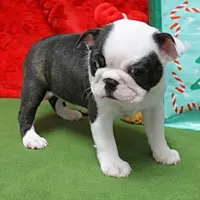 AKC Zoe's B&W Female Puppy 1, a male Boston Terrier for sale in Mount Olive, NC – Photo 8 of 10