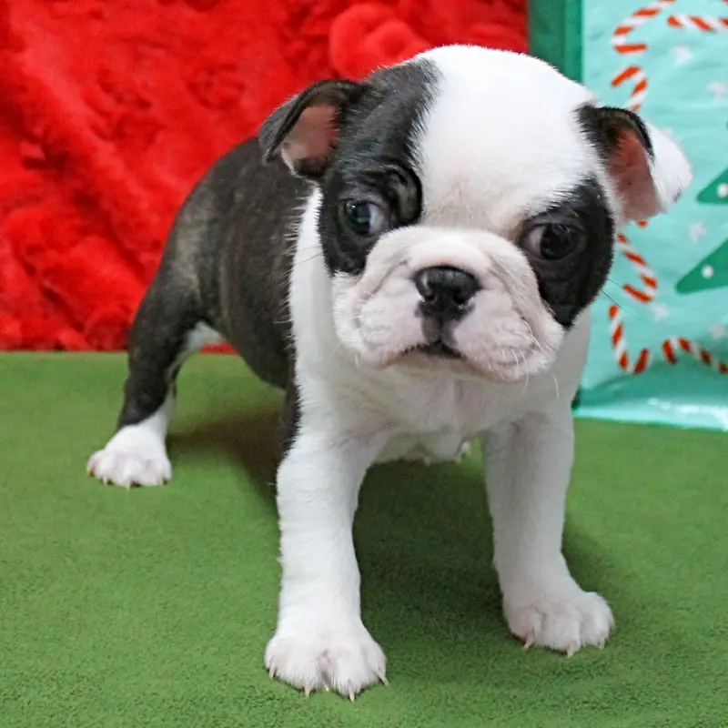 AKC Zoe's B&W Female Puppy 1