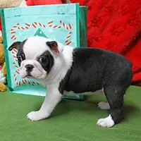 AKC Zoe's B&W Female Puppy 1, a male Boston Terrier for sale in Mount Olive, NC – Photo 10 of 10