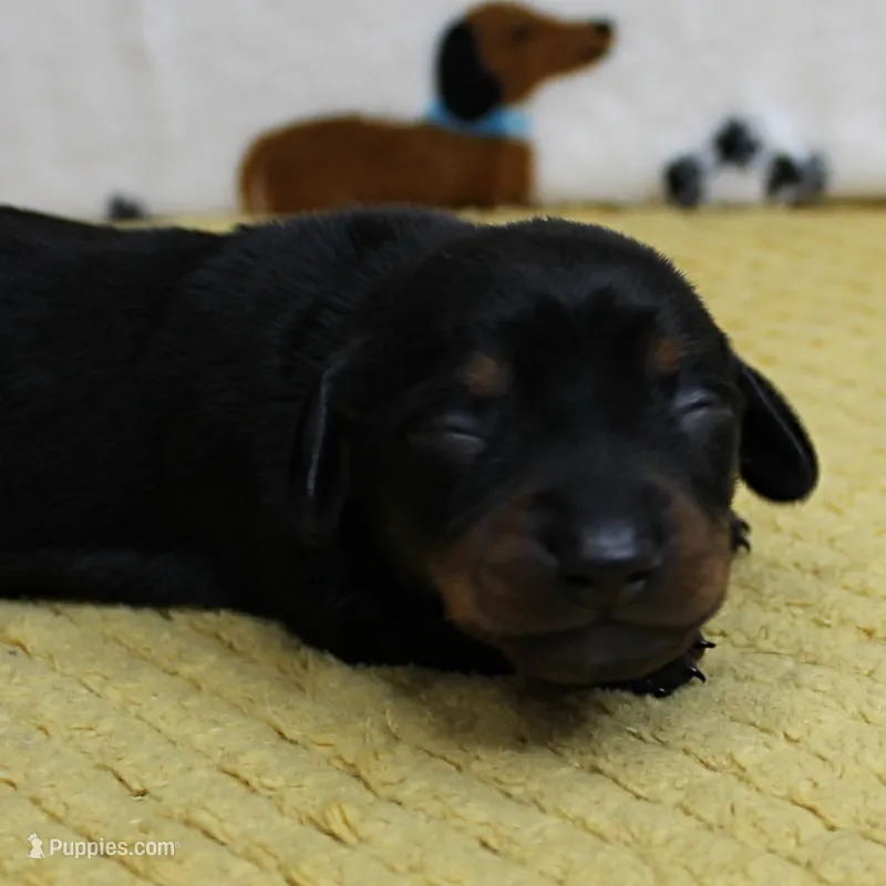 AKC Robin's Black & Tan Female Puppy 3 – Miniature Dachshund puppy for sale in Mount Olive, NC