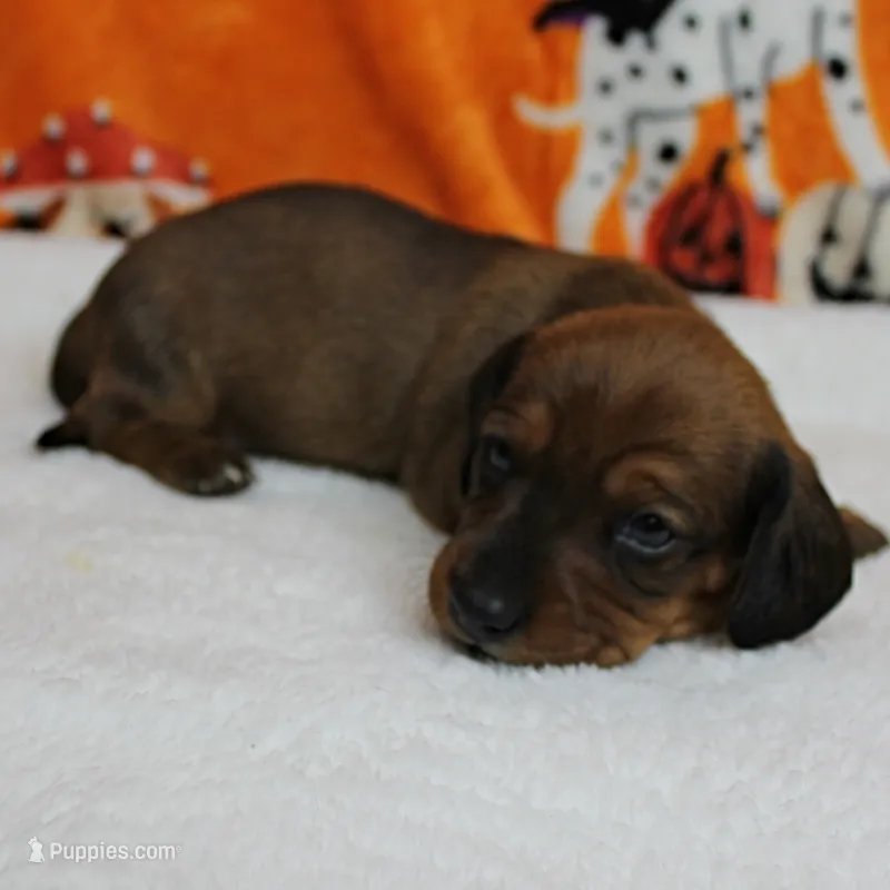 AKC Robin's Red Male Puppy 4 – Miniature Dachshund puppy for sale in Mount Olive, NC