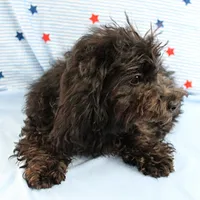 Tinker's Black Female Puppy 1, a female Cockapoo for sale in Mount Olive, NC – 1 of 9