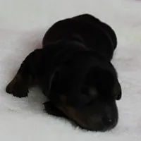 AKC Harleys Black & Tan Female Puppy 2, a female Miniature Dachshund for sale in Mount Olive, NC – 7 of 10