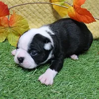 AKC Annie's Black & White Female Puppy 3, a  Boston Terrier for sale in Mount Olive, NC – 9 of 10