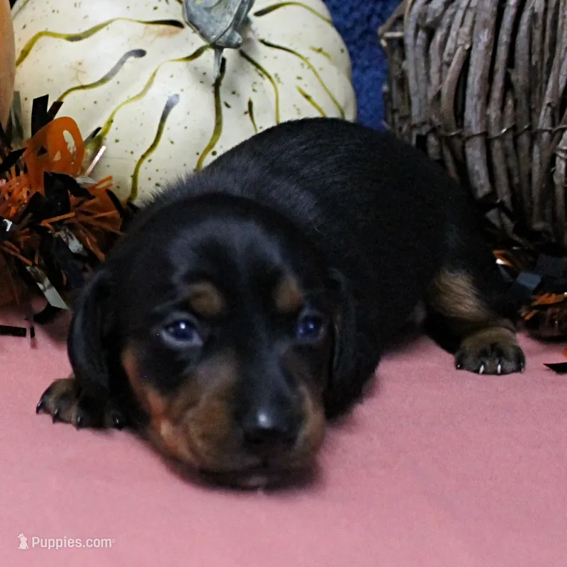 AKC Harleys Black & Tan Female Puppy 2 – Miniature Dachshund puppy for sale in Mount Olive, NC