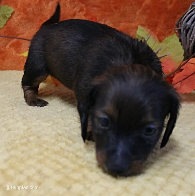 AKC Freckles Red with Black Tips Male Puppy 8 – Miniature Dachshund puppy for sale in Mount Olive, NC