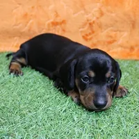 AKC Maggie's Black & Tan Female Puppy 1, a female Miniature Dachshund for sale in Mount Olive, NC – 5 of 10