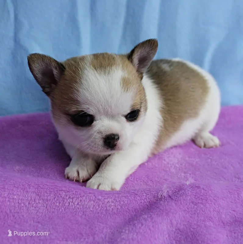 Angel's Fawn Sable on White/Party Male Puppy 1 – Chihuahua puppy for sale in Mount Olive, NC