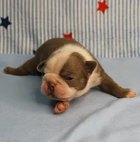 AKC Zoe's Seal & White Male Puppy 2, a male Boston Terrier for sale in Mount Olive, NC – 2 of 10