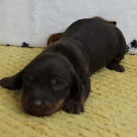 AKC Robin's Chocolate & Tan Male Puppy 5, a male Miniature Dachshund for sale in Mount Olive, NC – 9 of 10