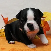 Annie's Black & White Female Puppy 4., a female Boston Terrier for sale in Mount Olive, NC – 5 of 10