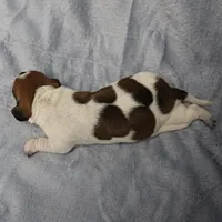 AKC Mae Mae's Red & White Piebald Male Puppy 2, a male Miniature Dachshund for sale in Mount Olive, NC – 3 of 10