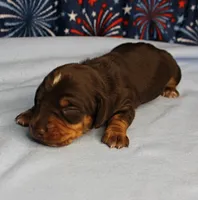 AKC Heidi's Chocolate & Tan Male Puppy 4, a male Miniature Dachshund for sale in Mount Olive, NC – 3 of 10