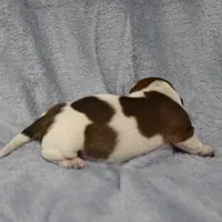 AKC Mae Mae's Red & White Piebald Male Puppy 2, a male Miniature Dachshund for sale in Mount Olive, NC – 7 of 10