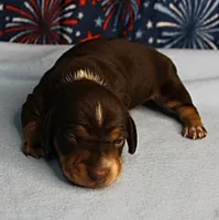 AKC Heidi's Chocolate & Tan Female Puppy 1, a female Miniature Dachshund for sale in Mount Olive, NC – 3 of 10