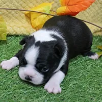AKC Annie's Black & White Male Puppy 6, a male Boston Terrier for sale in Mount Olive, NC – 3 of 10