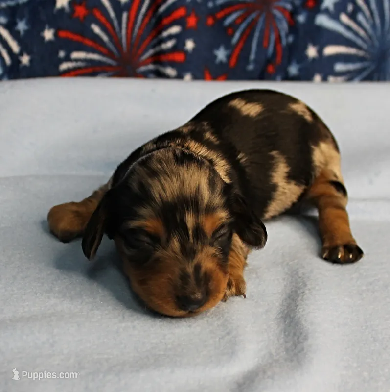 AKC Sallie's Black & Silver Dapple, Long Coat Female Puppy 2 – Miniature Dachshund puppy for sale in Mount Olive, NC