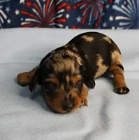 AKC Sallie's Black & Silver Dapple, Long Coat Female Puppy 2, a female Miniature Dachshund for sale in Mount Olive, NC – 1 of 10