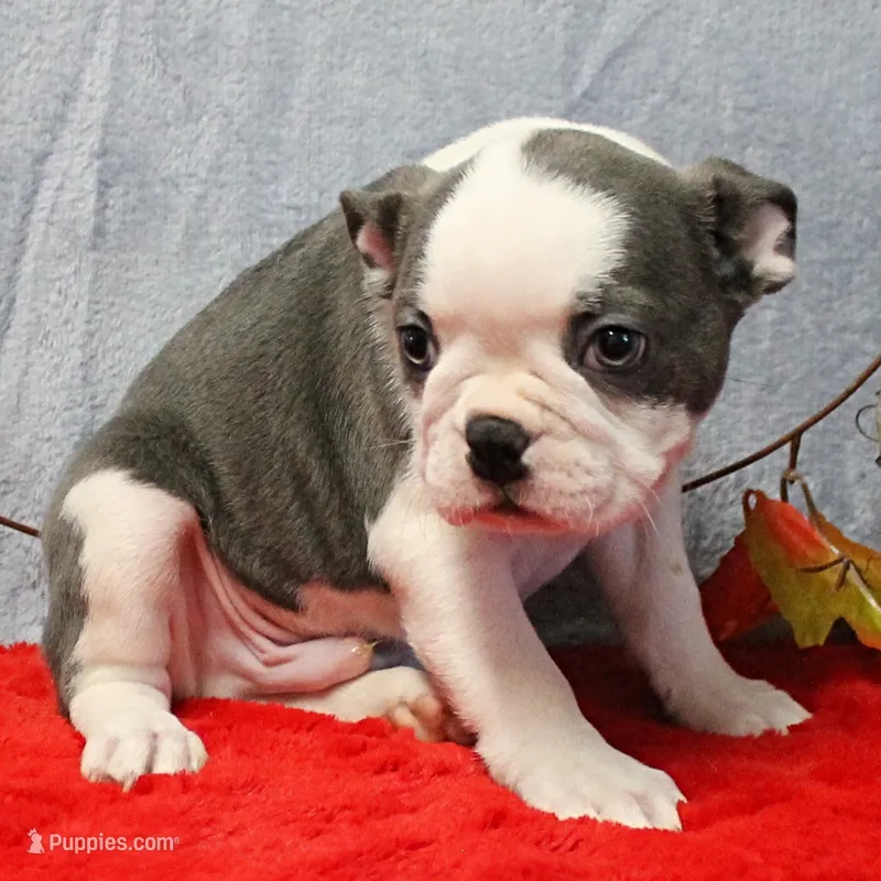 AKC Lula's Blue & White Male Puppy 2 – Boston Terrier puppy for sale in Mount Olive, NC