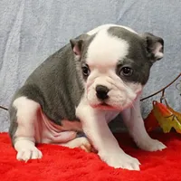 AKC Lula's Blue & White Male Puppy 2, a male Boston Terrier for sale in Mount Olive, NC – 1 of 10