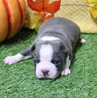 AKC Annie's Silver & White Female Puppy 1, a female Boston Terrier for sale in Mount Olive, NC – 2 of 9