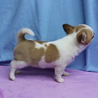 Angel's Fawn Sable on White/Party Male Puppy 1, a male Chihuahua for sale in Mount Olive, NC – 10 of 10