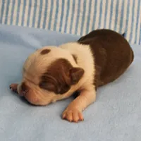 Zoe's Seal & White Male Puppy 4, a male Boston Terrier for sale in Mount Olive, NC – 9 of 10