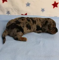 AKC Sallie's Black & Silver Dapple, Long Coat Male Puppy 3, a male Miniature Dachshund for sale in Mount Olive, NC – 10 of 10