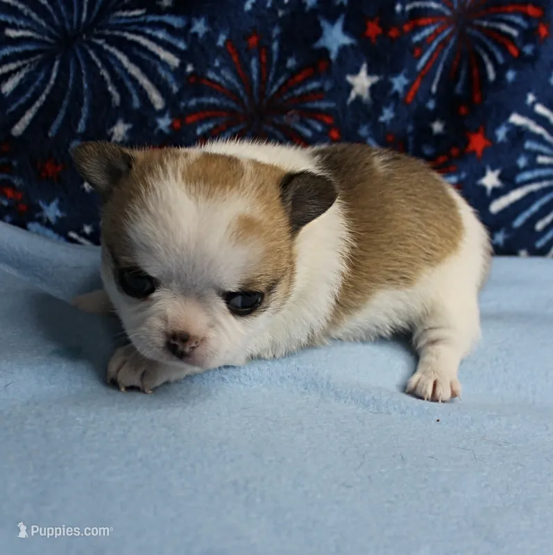Angel's Fawn Sable on White/Party Male Puppy 1 – Chihuahua puppy for sale in Mount Olive, NC