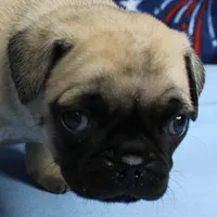 AKC Candy's Fawn Male Puppy 4, a male Pug for sale in Mount Olive, NC – 1 of 10
